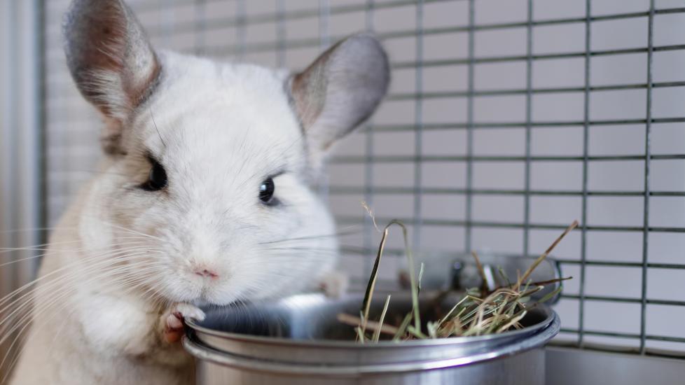 what do chinchillas eat; a chinchilla sits at his bowl, which is filled with hay.